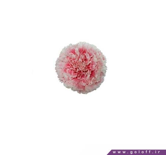 گل میخک آفرودیتا - Carnation | گل آف